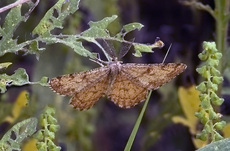 Ematurga atomaria,Geometridae